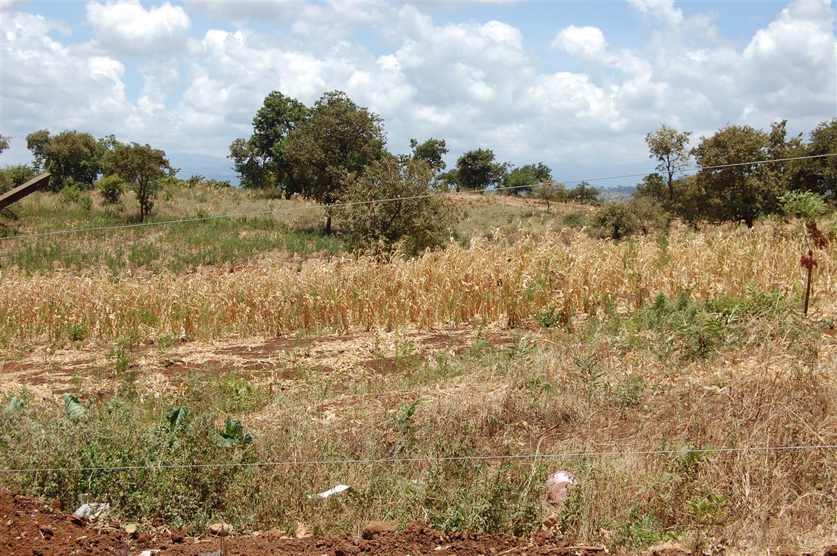 Maize is affected by the draught